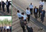 collage1-1